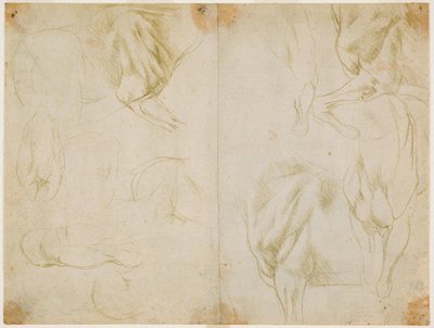 Studies of the musculature of the forelimbs of the horse, c. 1480 by Leonardo da Vinci